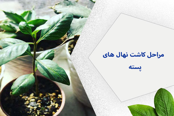 مراحل کاشت نهال های پسته 