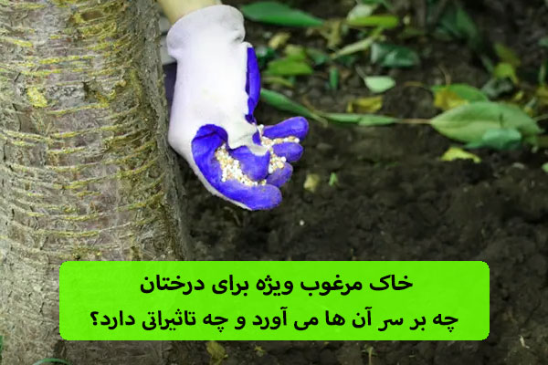 خاک مرغوب ویژه برای درختان؛ چه بر سر آن ها می آورد و چه تاثیراتی دارد؟