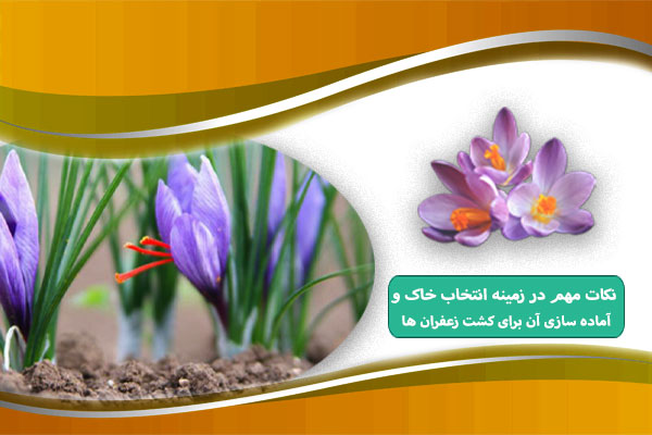 نکات مهم در زمینه انتخاب خاک و آماده سازی آن برای کشت زعفران ها