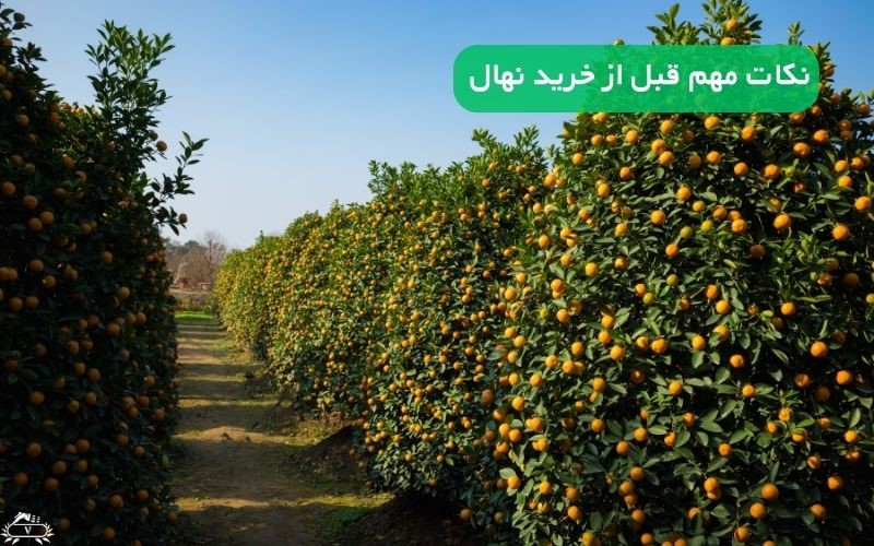 خرید نهال