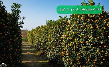 قبل از خرید نهال این ۵ نکته را ندانید، پول خود را دور ریخته اید!