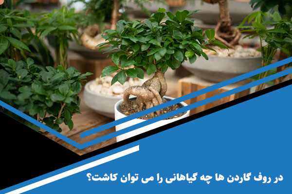 در روف گاردن ها چه گیاهانی را می توان کاشت؟