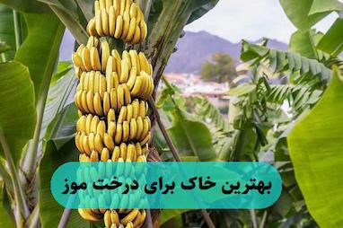 بهترین خاک برای درخت موز