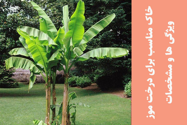 خاک مناسب برای درخت موز؛ ویژگی ها و مشخصات