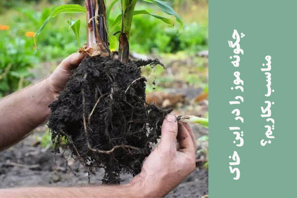 چگونه موز را در این خاک مناسب بکاریم؟