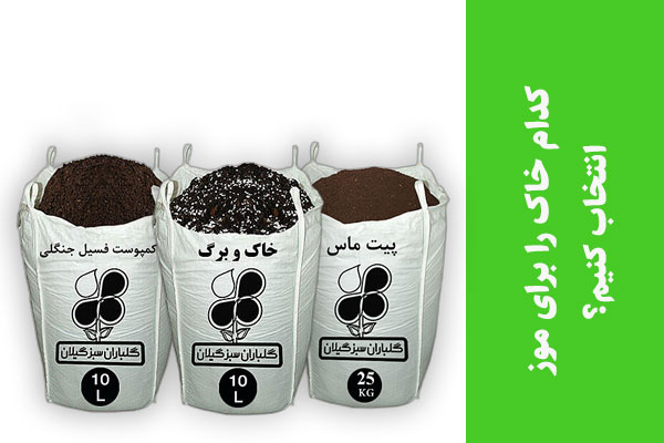 کدام خاک را برای موز انتخاب کنیم؟