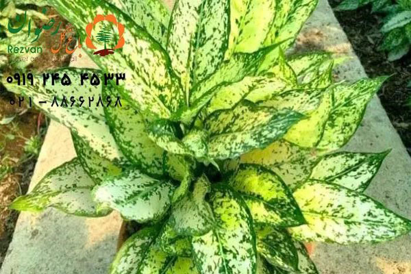 گل های آپارتمانی سایه دوست