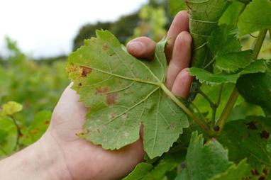 بیماری سفیدک داخلی چیست | قوی ترین قارچکش سفیدک داخلی