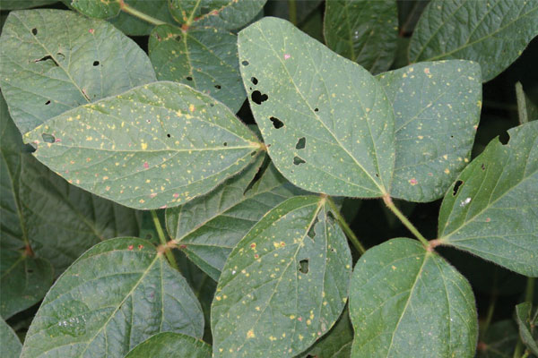 علایم سفیدک داخلی