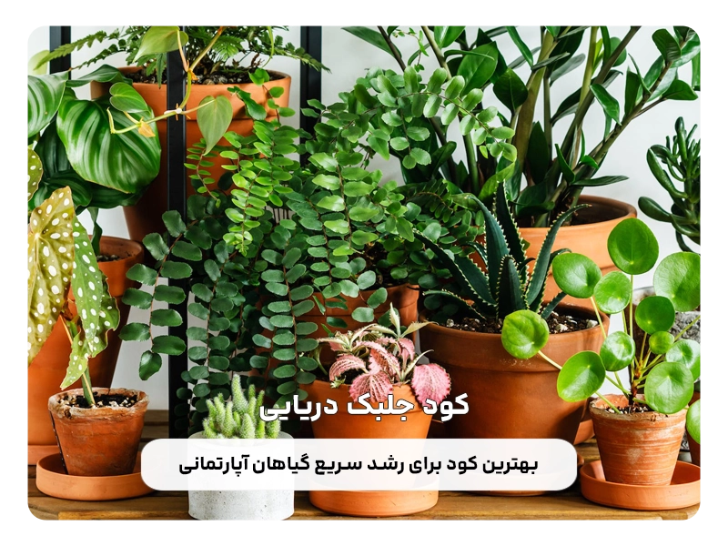 کود جلبک دریایی