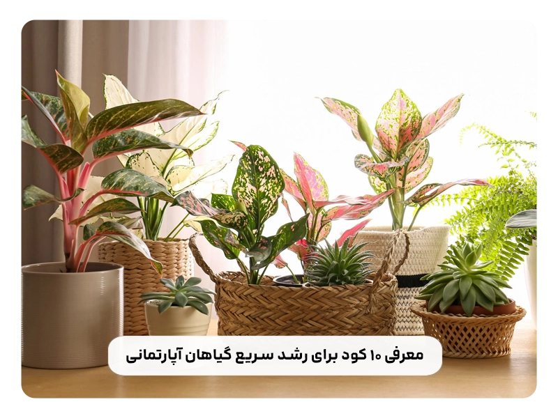 معرفی ۱۰ کود برای رشد سریع گیاهان آپارتمانی