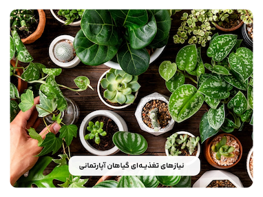 معرفی ۱۰ کود برای رشد سریع گیاهان آپارتمانی