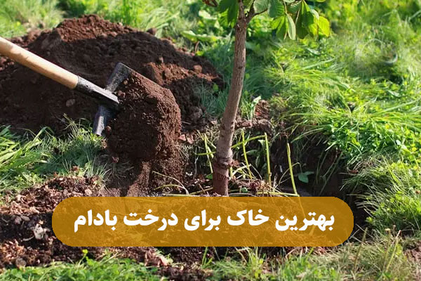 بهترین خاک برای درخت بادام 