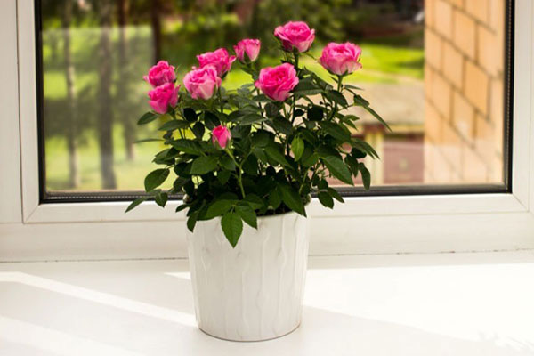 10 نکته مهم در نگهداری و تقویت انواع گل رز