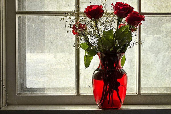 توجه به نیازهای گونه‌های مختلف گل رز