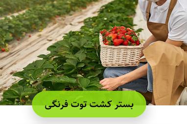 بستر کشت توت فرنگی
