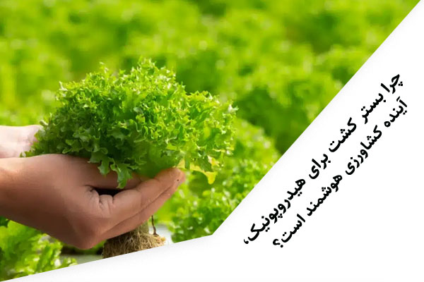 چرا بستر کشت برای هیدروپونیک، آینده کشاورزی هوشمند است؟