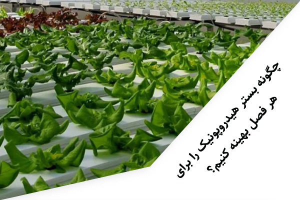 چگونه بستر هیدروپونیک را برای هر فصل بهینه کنیم؟
