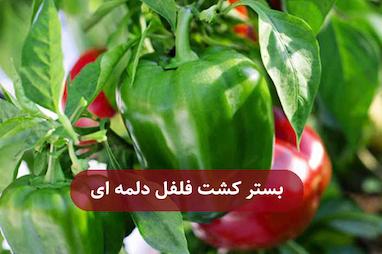 بستر کشت فلفل دلمه ای