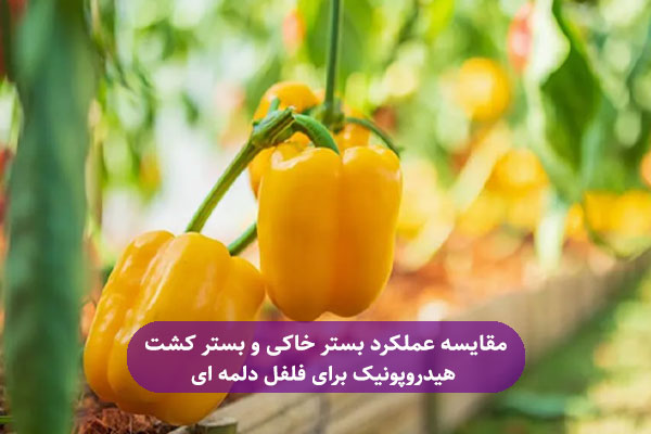 مقایسه عملکرد بستر خاکی و بستر کشت هیدروپونیک برای فلفل دلمه ‌ای