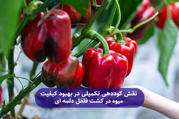 نقش کوددهی تکمیلی در بهبود کیفیت میوه در کشت فلفل دلمه ‌ای