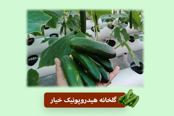گلخانه هیدروپونیک خیار