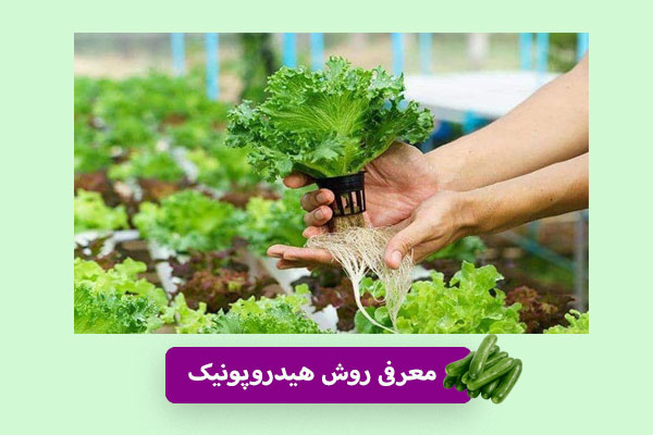 معرفی روش هیدروپونیک