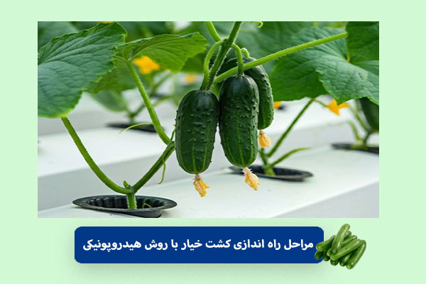 مراحل راه اندازی کشت خیار با روش هیدروپونیکی