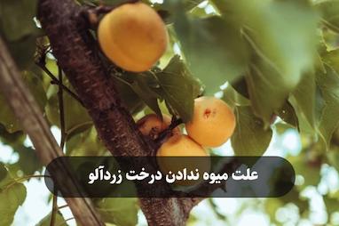 علت میوه ندادن درخت زردآلو