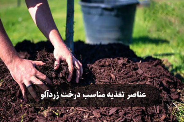 عناصر تغذیه مناسب درخت زردآلو