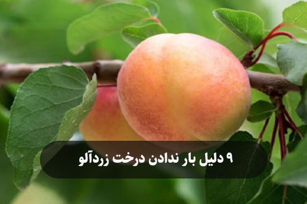 9 دلیل بار ندادن درخت زردآلو