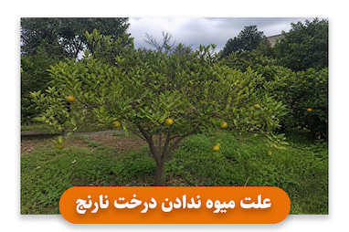علت میوه ندادن درخت نارنج