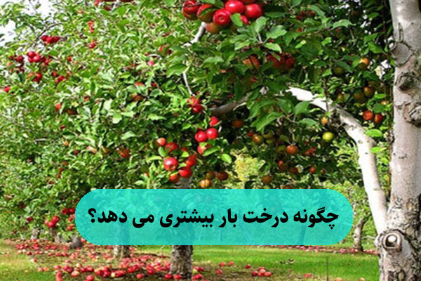چگونه درخت بار بیشتری می دهد؟