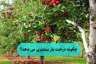 چگونه درخت بار بیشتری می دهد؟