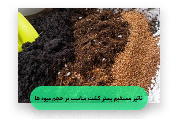 تاثیر مستقیم بستر کشت مناسب بر حجم میوه‌ ها