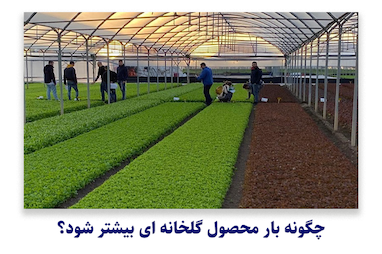 چگونه بار محصول گلخانه ای بیشتر شود؟