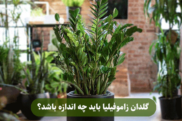  گلدان زاموفیلیا باید چه اندازه باشد؟