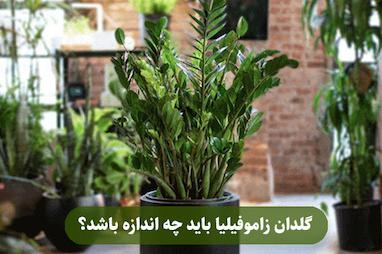  گلدان زاموفیلیا باید چه اندازه باشد؟