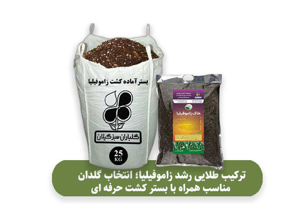 ترکیب طلایی رشد زاموفیلیا؛ انتخاب گلدان مناسب همراه با بستر کشت حرفه‌ ای