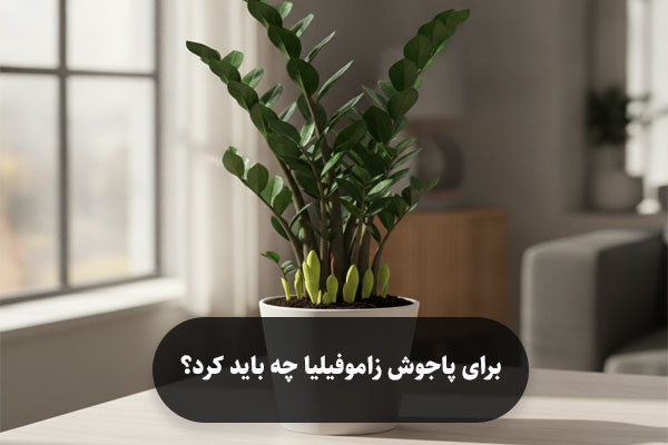 برای پاجوش زاموفیلیا چه باید کرد؟