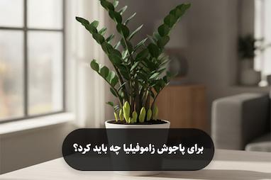 برای پاجوش زاموفیلیا چه باید کرد؟