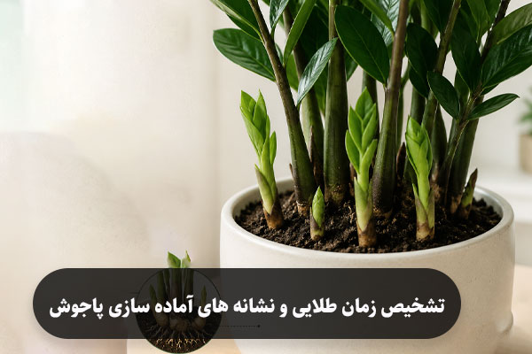 تشخیص زمان طلایی و نشانه های آماده سازی پاجوش