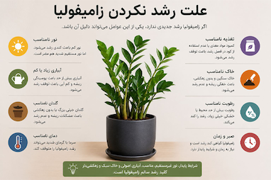 علت رشد نکردن زاموفیلیا