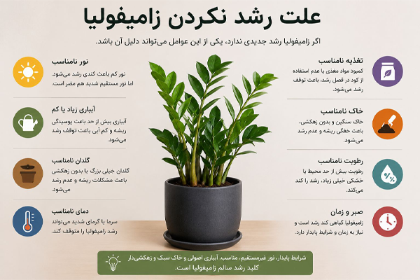 علت رشد نکردن زاموفیلیا