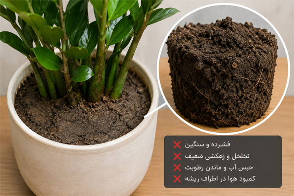 چرا خاک نامناسب، علت اصلی توقف رشد زاموفیلیا است؟