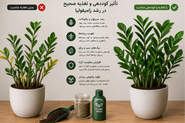 تاثیر کوددهی و تغذیه به عنوان سوخت موتور رشد گیاه