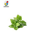 بذر بادرنجبویه بسته بندی بزرگ مدل GPSH7L 