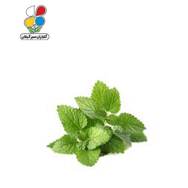 بذر بادرنجبویه بسته بندی کوچک GPSH7S