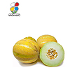 بذر خربزه بسته بندی کوچک