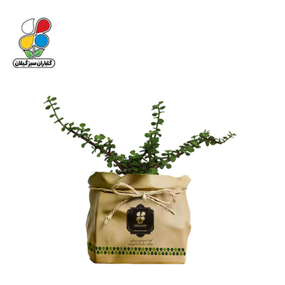 گیاه طبیعی خرفه زینتی (کراسولا) گلباران 